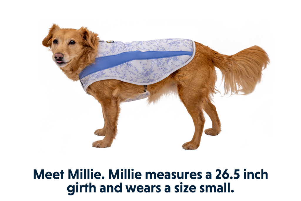 Swamp Cooler™ Cooling Dog Vest product image