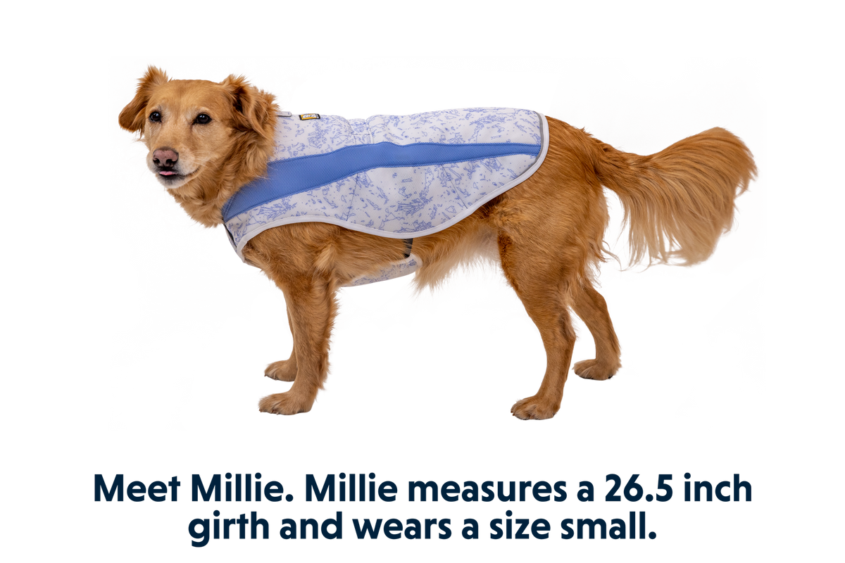 Swamp Cooler™ Cooling Dog Vest product image