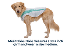 Swamp Cooler™ Cooling Dog Vest product image