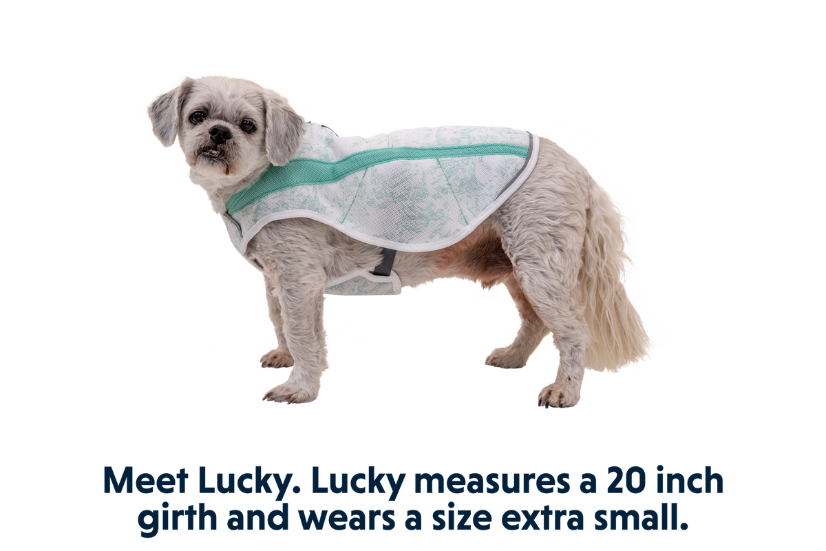 Swamp Cooler™ Cooling Dog Vest product image
