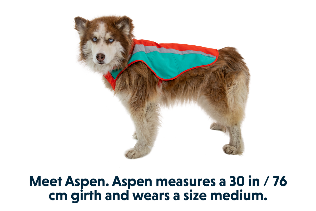 Lumenglow™ Hi-Vis Dog Vest product image