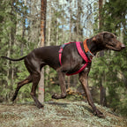 Casual Collar ECO product image
