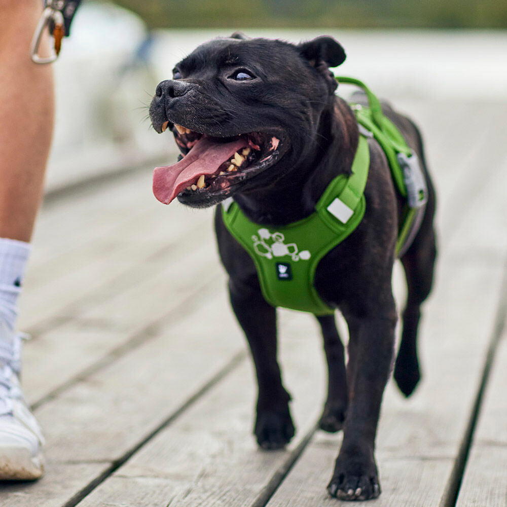 Weekend Warrior Harness II ECO product image