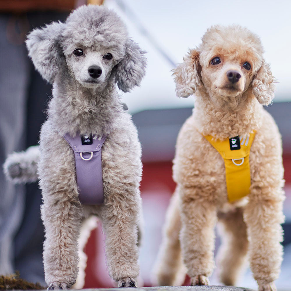 Seeker Harness product image