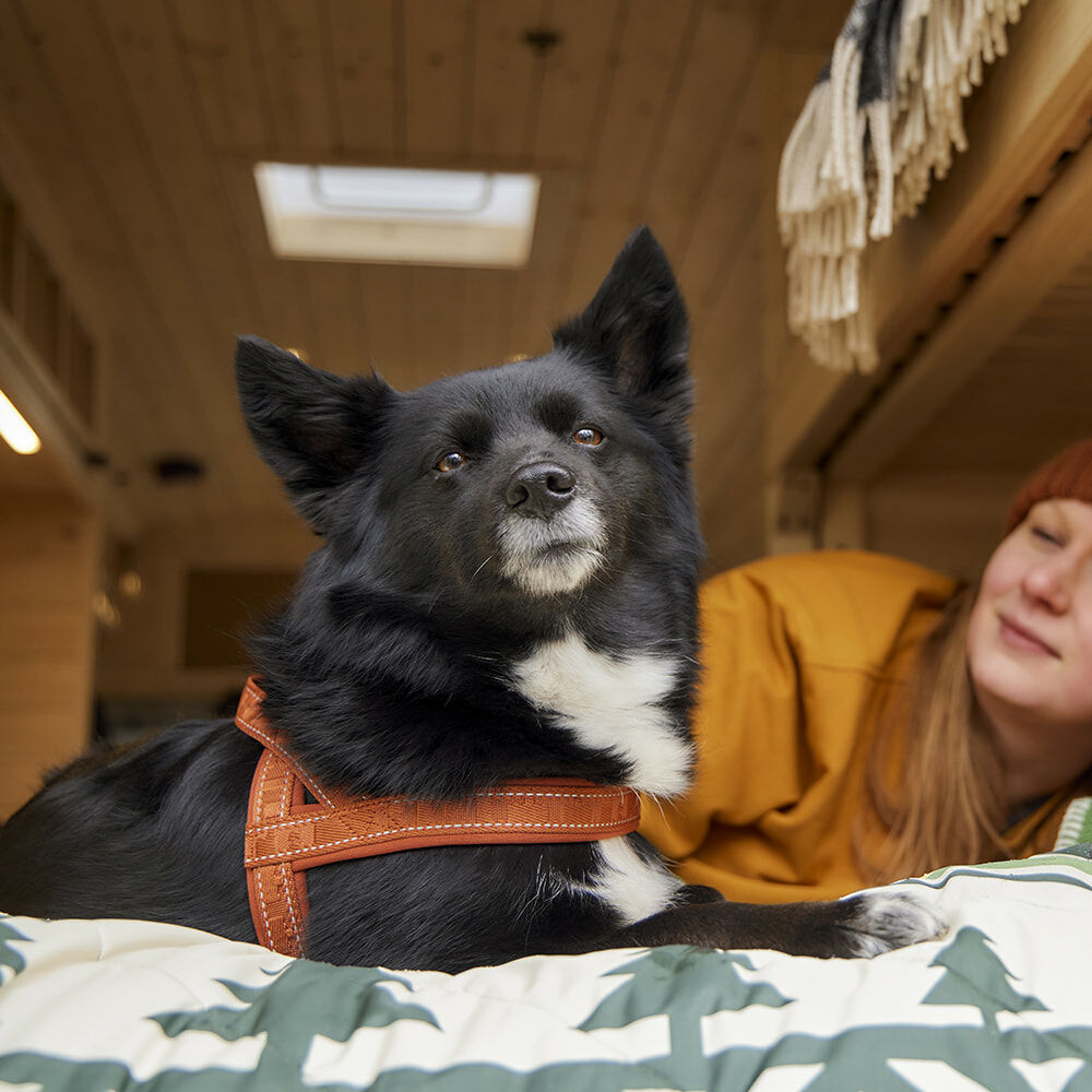 Casual Harness ECO product image