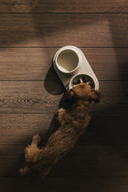 Slow Feeder Bowl product image