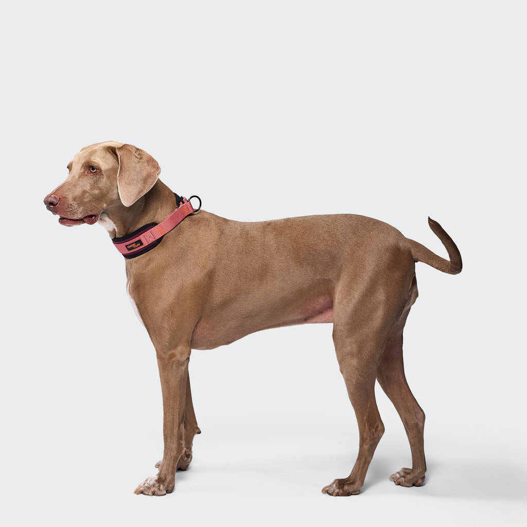 C-1 Martingale Collar AKTIV Softshell Aubergine/Soft Rose product image