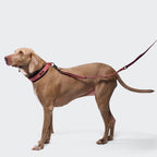 C-1 Martingale Collar AKTIV Softshell Aubergine/Soft Rose product image