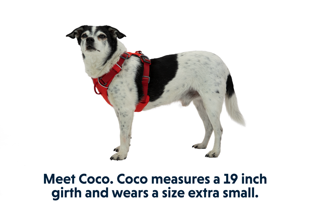 Front Range® Dog Harness product image