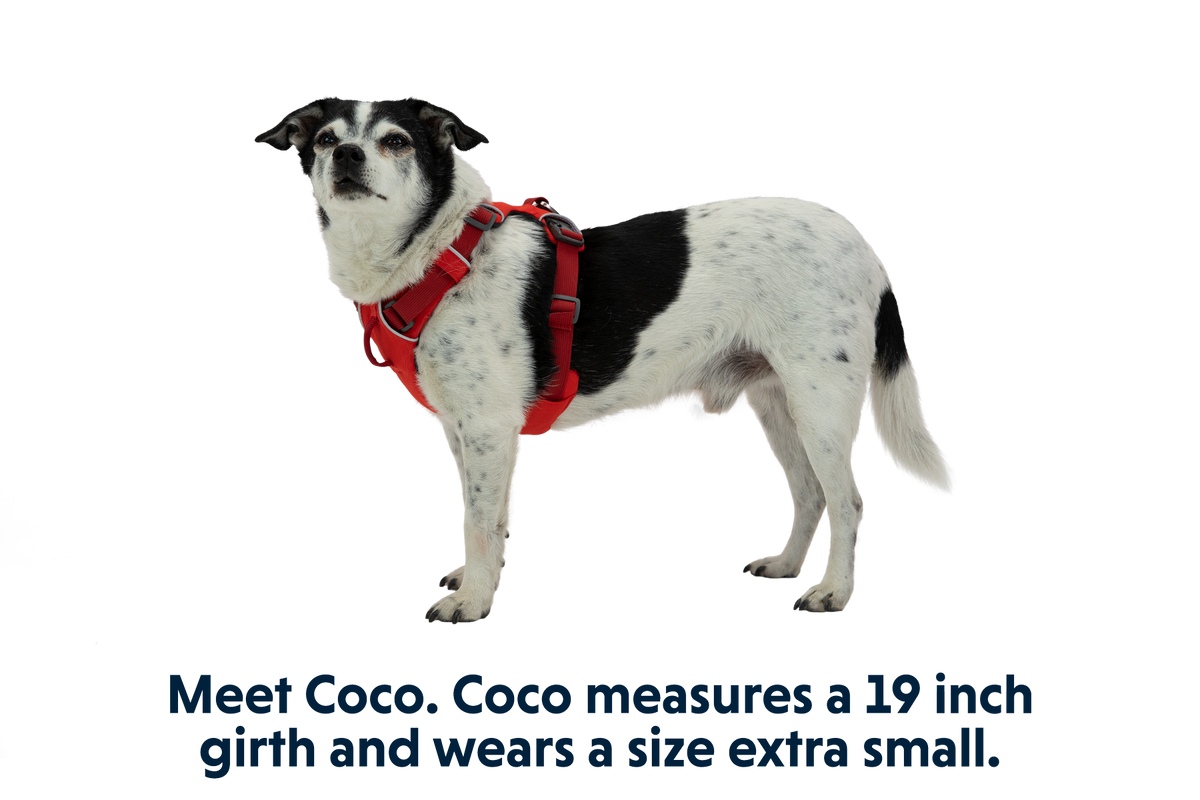Front Range® Dog Harness product image