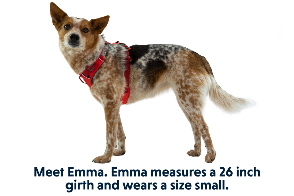 Front Range® Dog Harness product image
