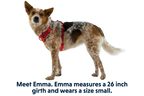 Front Range® Dog Harness product image