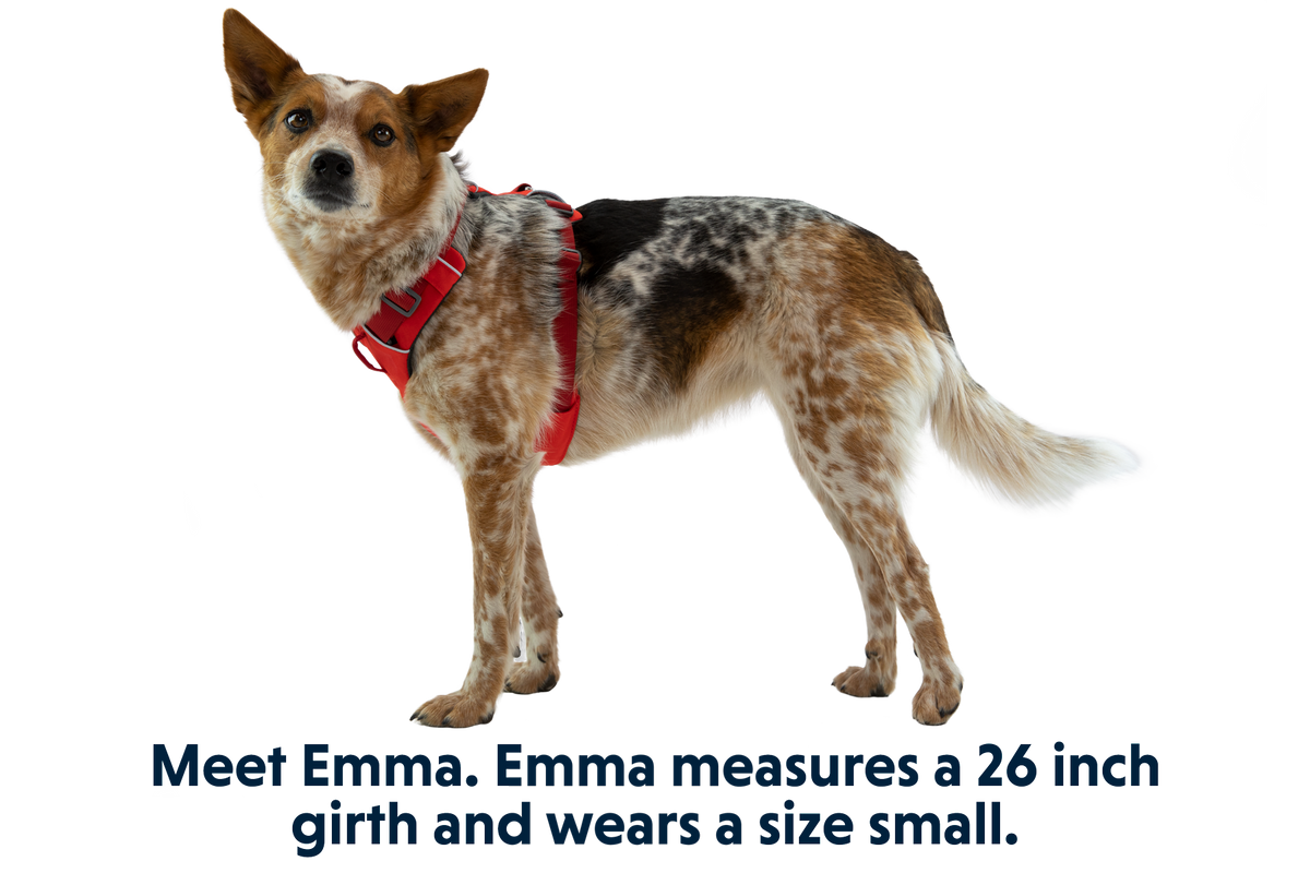 Front Range® Dog Harness product image
