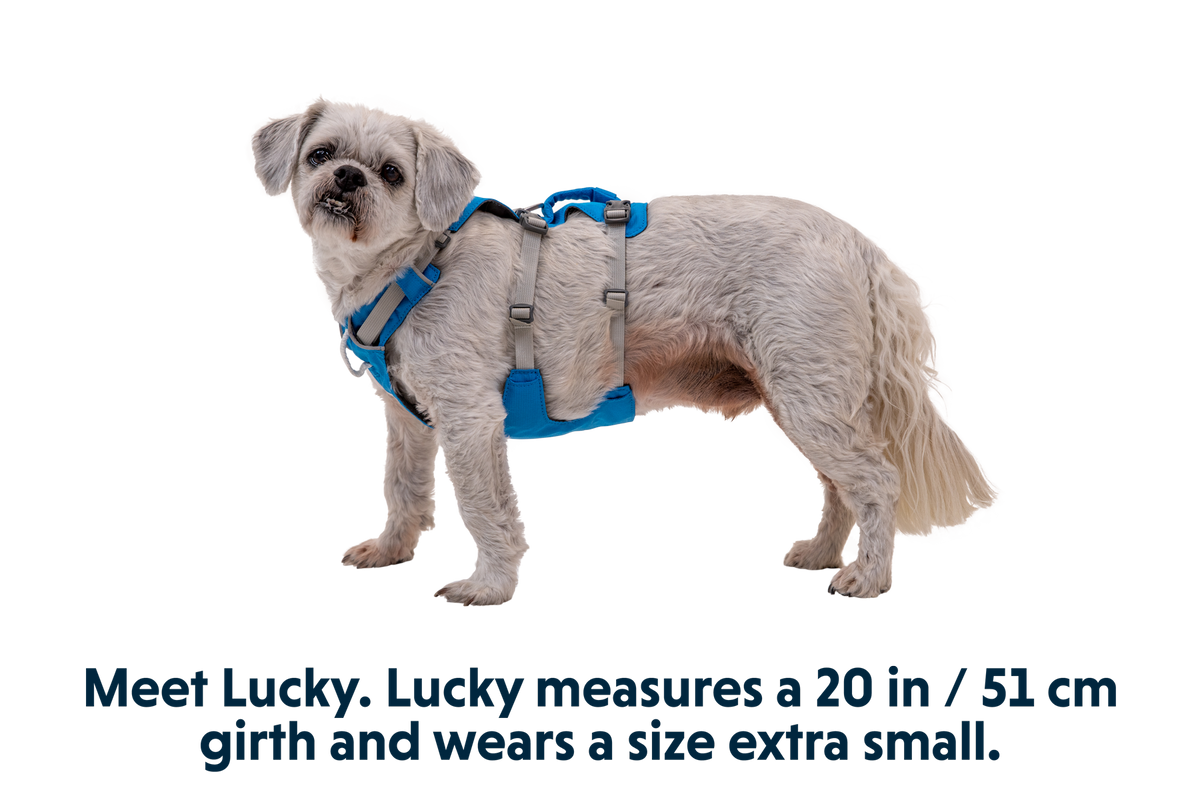 Flagline™ Dog Harness with Handle product image