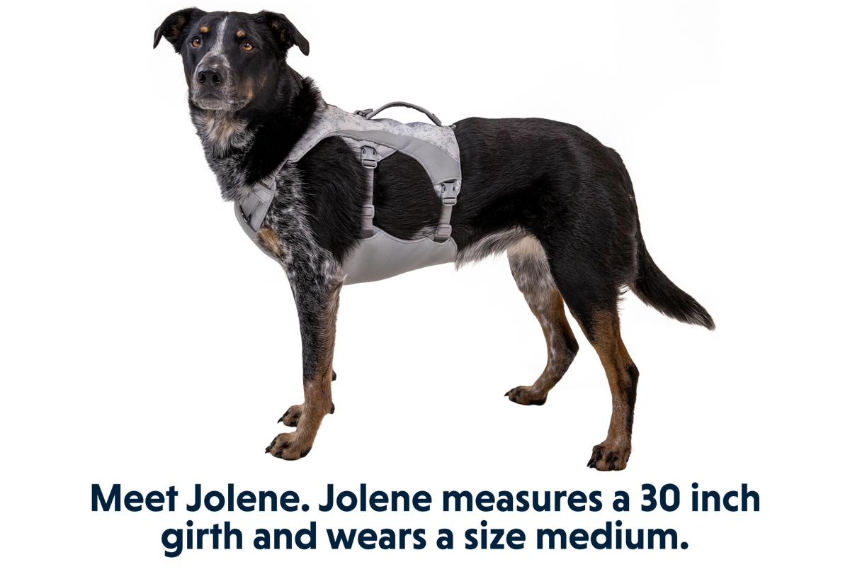 Swamp Cooler™ Harness product image
