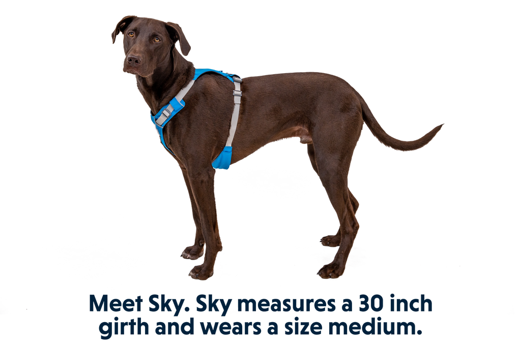 Hi & Light™ Lightweight Dog Harness product image