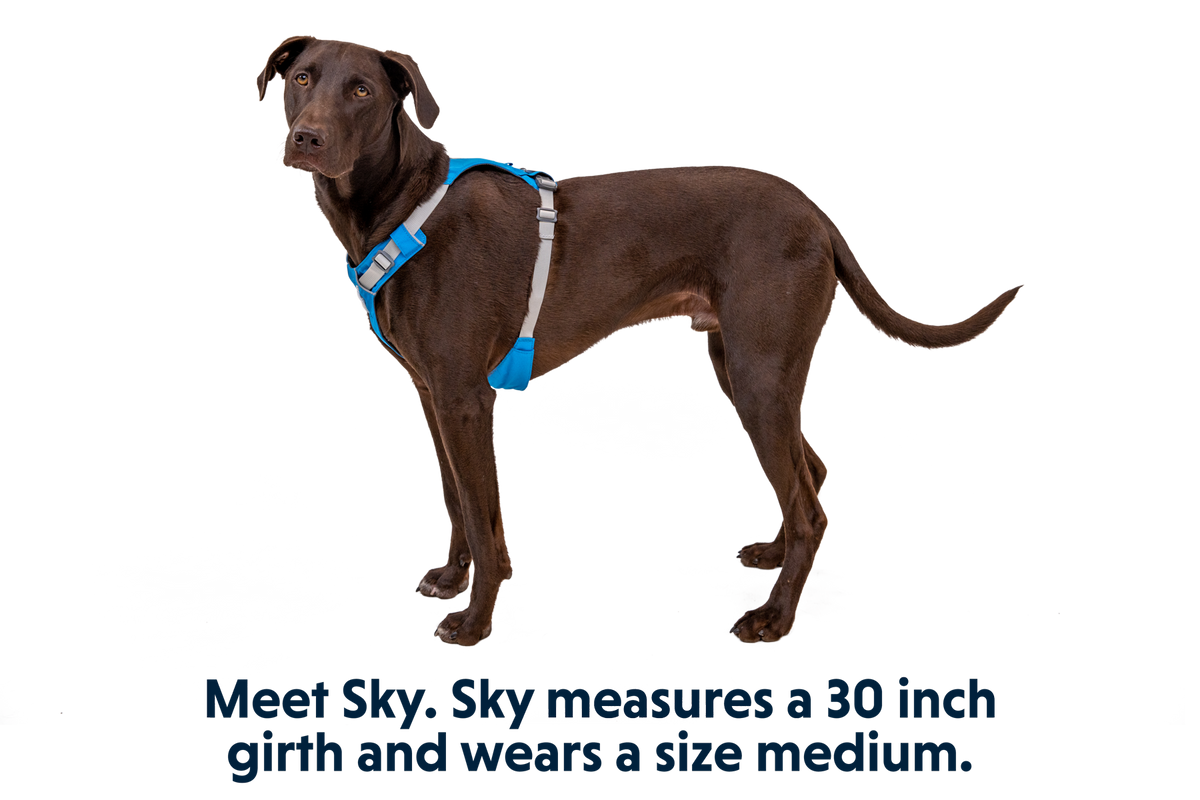 Hi & Light™ Lightweight Dog Harness product image