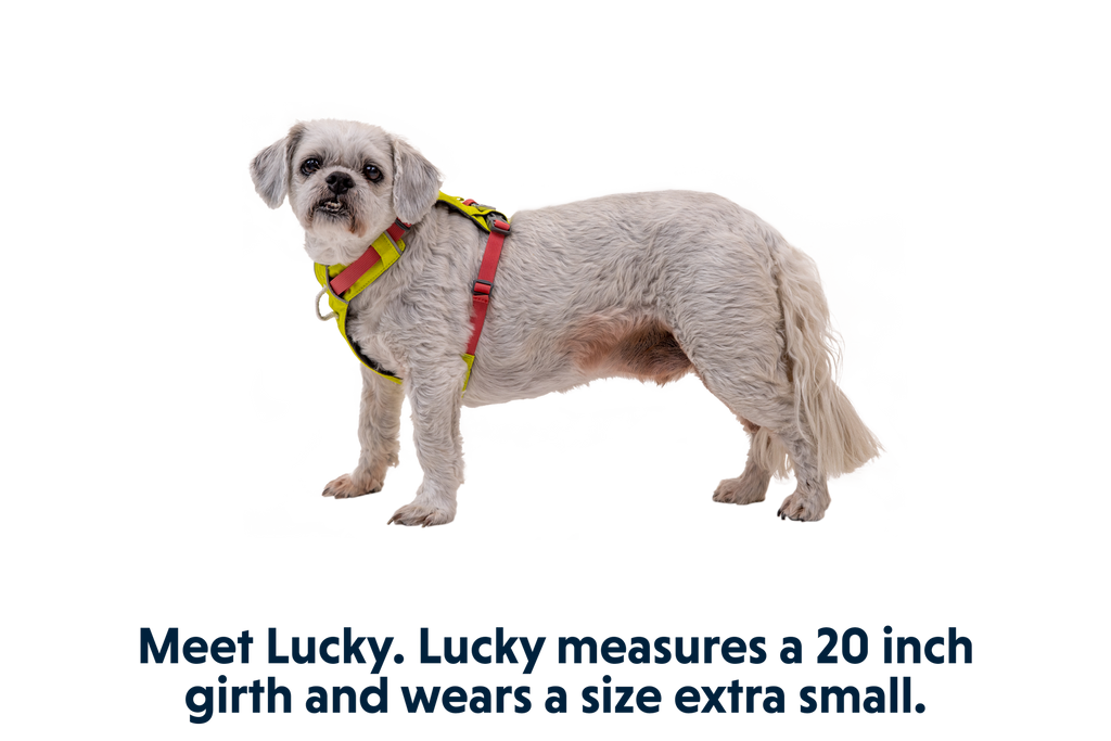 Hi & Light™ Lightweight Dog Harness product image