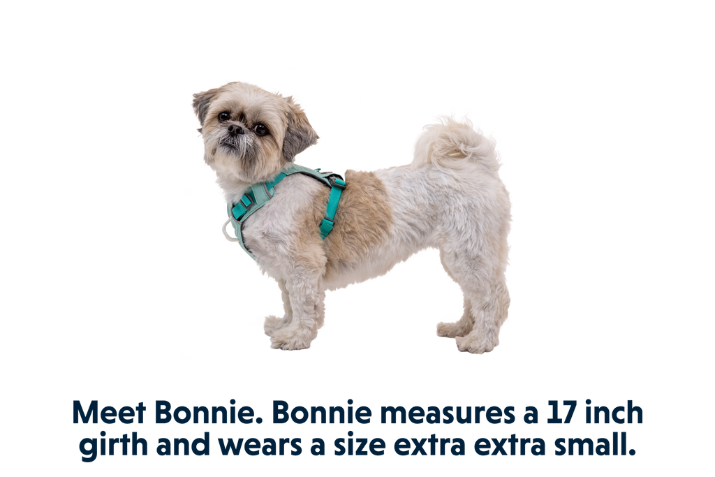Hi & Light™ Lightweight Dog Harness product image