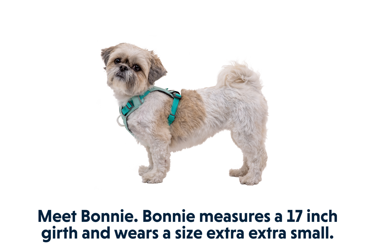 Hi & Light™ Lightweight Dog Harness product image