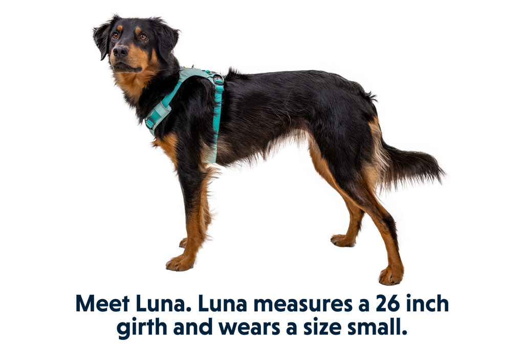 Hi & Light™ Lightweight Dog Harness product image