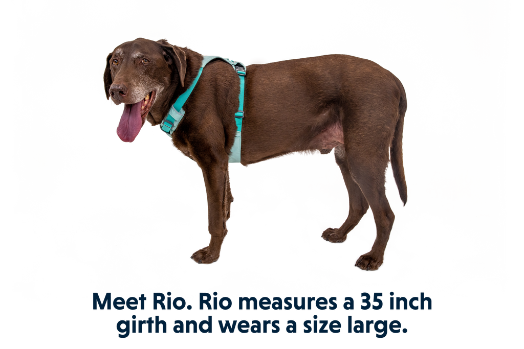 Hi & Light™ Lightweight Dog Harness product image
