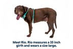 Hi & Light™ Lightweight Dog Harness product image