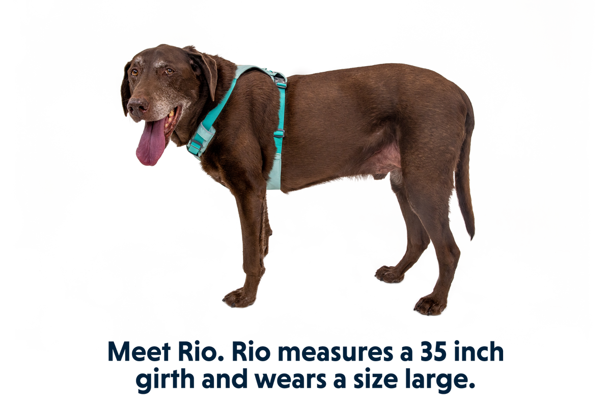 Hi & Light™ Lightweight Dog Harness product image