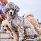 Seeker Harness product image