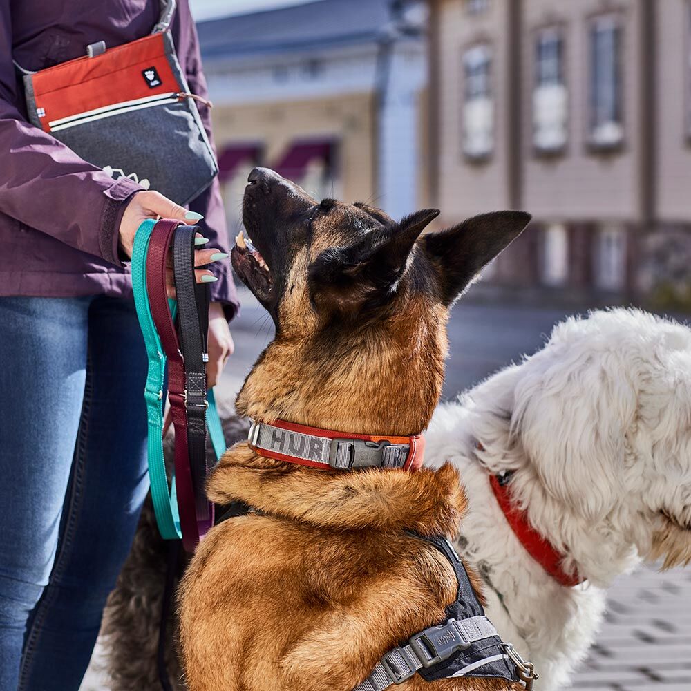 Rover Collar product image