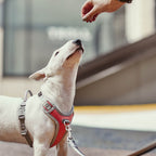 Venture No-Pull Harness product image