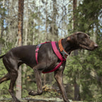 Casual Y-Harness ECO product image
