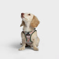 Step-in Harness LTTL Blossoms product image