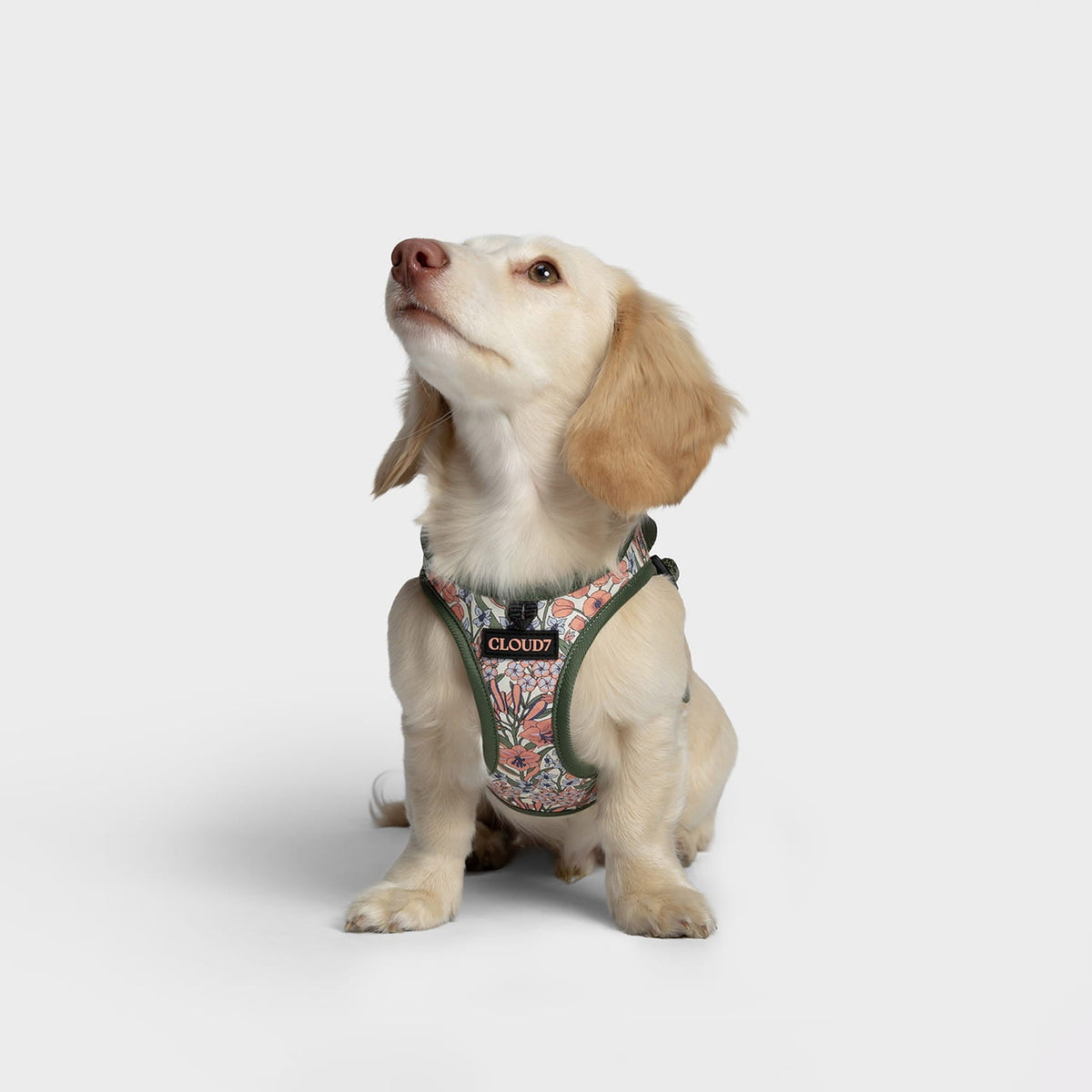 Step-in Harness LTTL Blossoms product image