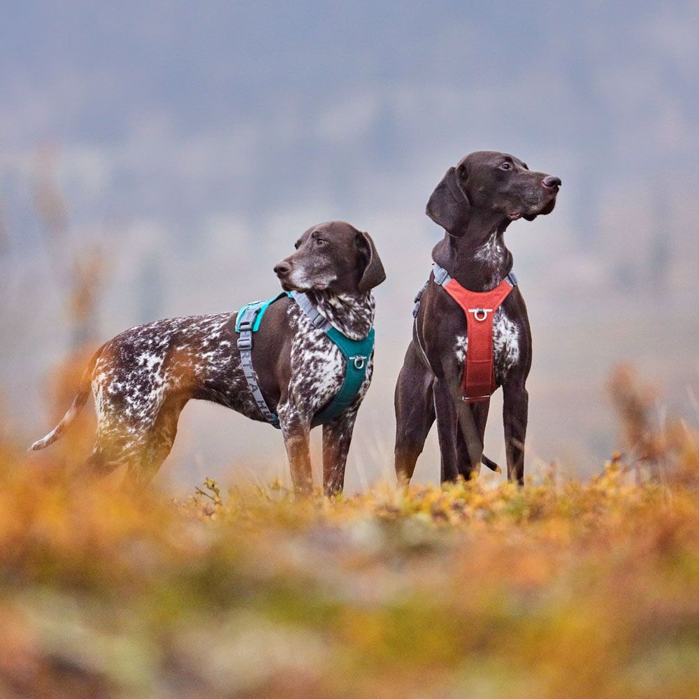 Rover Harness product image