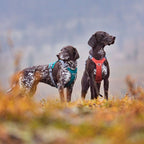 Rover Harness product image