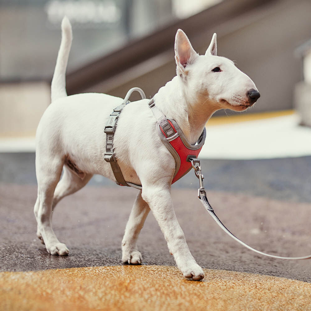 Venture No-Pull Harness product image