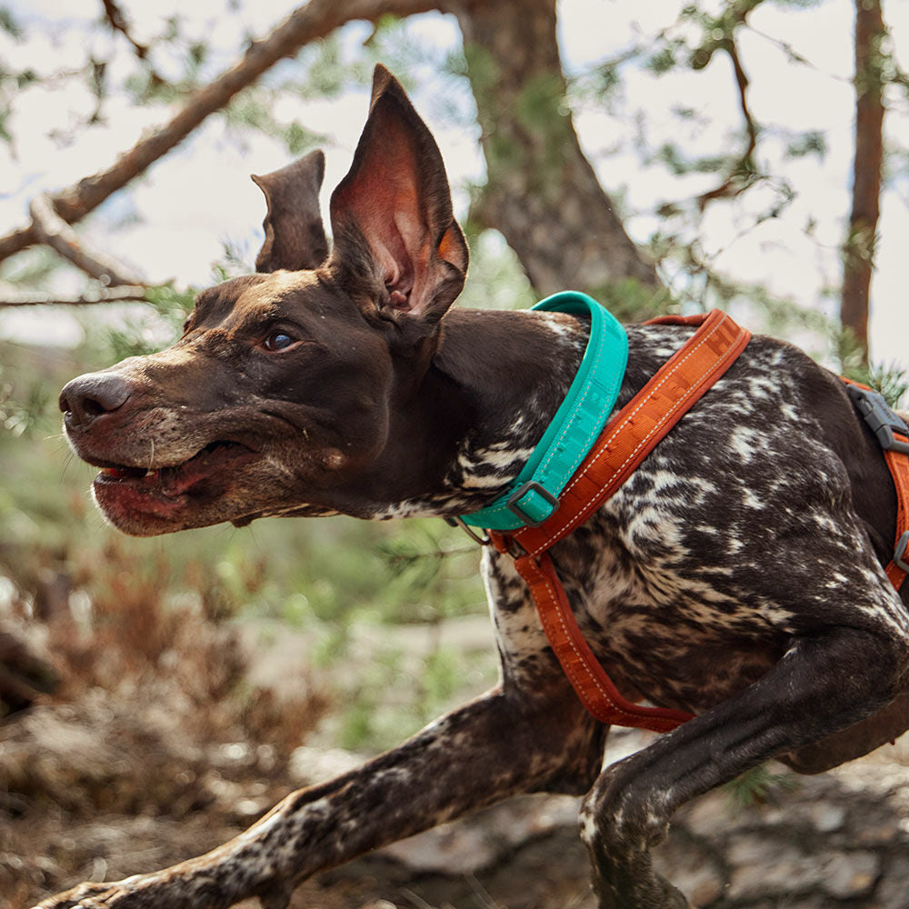 Casual Collar ECO product image