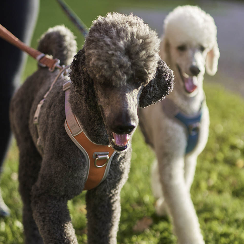 Venture No-Pull Harness product image