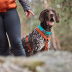 Casual Collar ECO product image