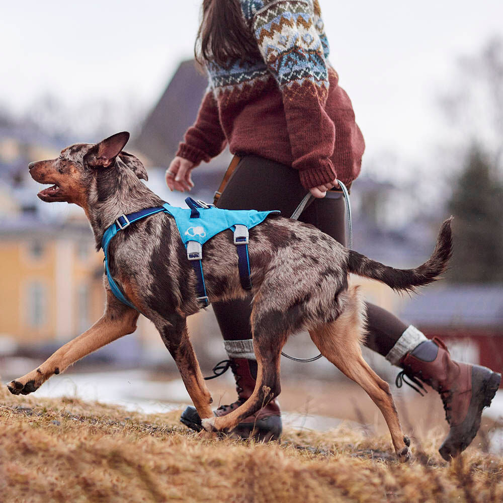 Safeguard Harness ECO product image