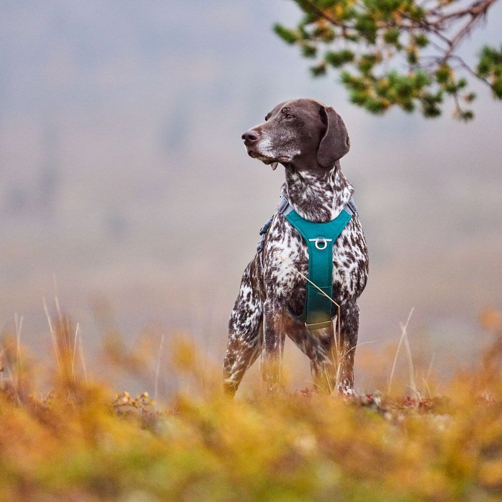 Rover Harness product image