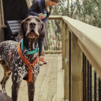 Casual Y-Harness ECO product image