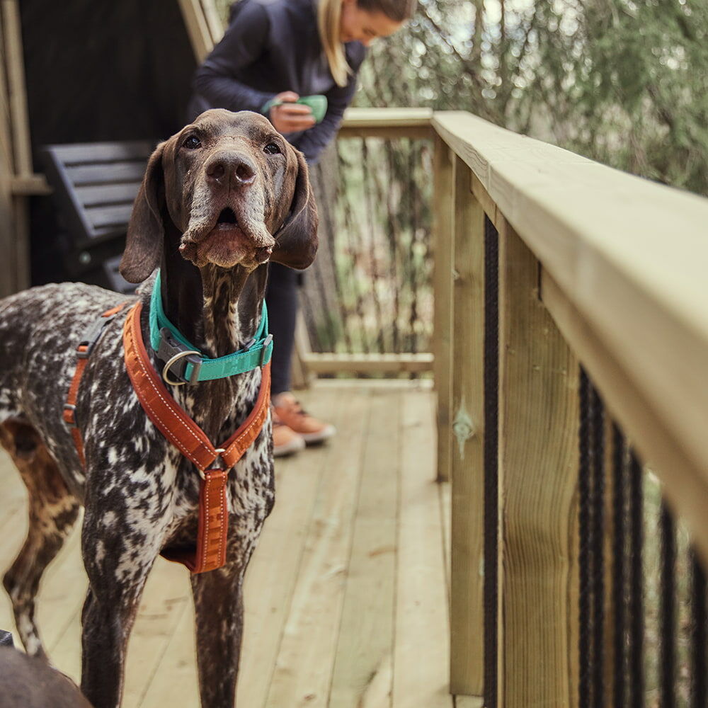 Casual Y-Harness ECO product image
