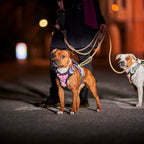 Weekend Warrior Neon Harness II product image