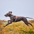 Rover Harness product image