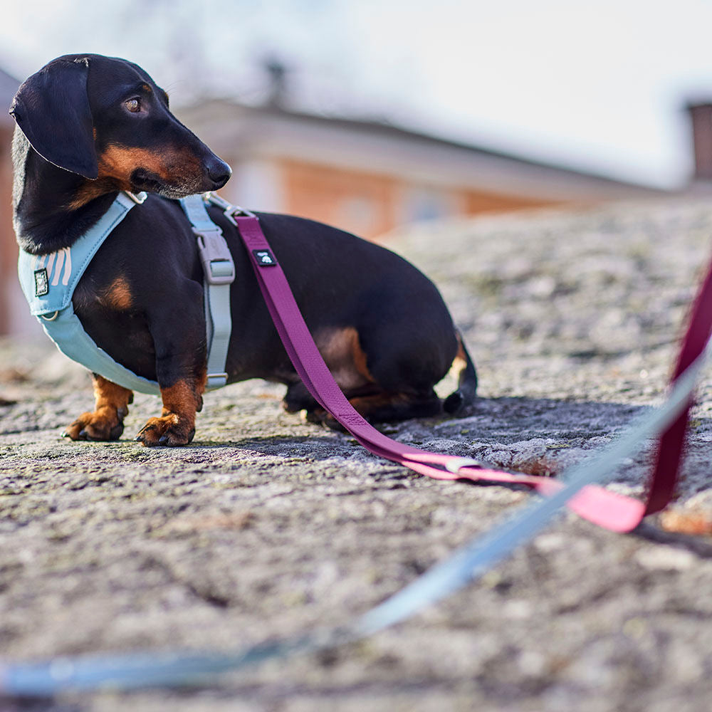 Seeker Standard Leash product image