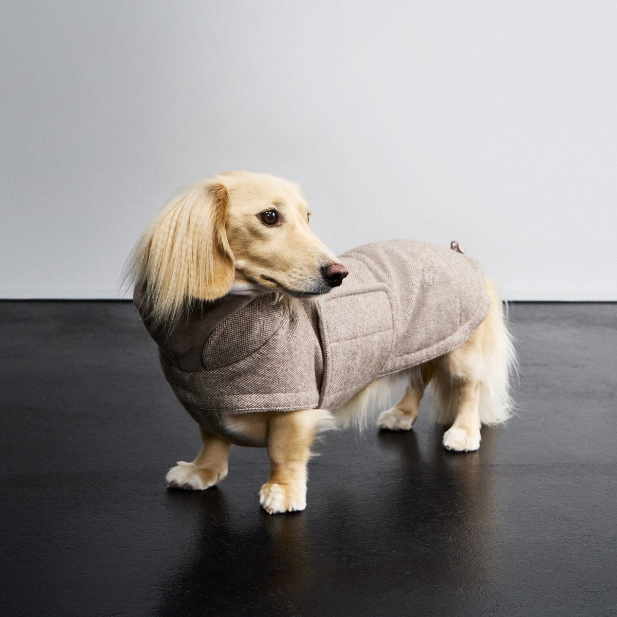 Dachshund Coat Brooklyn Tweed Beige product image