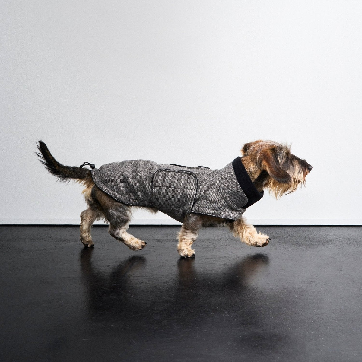 Dachshund Coat Brooklyn Tweed Black product image