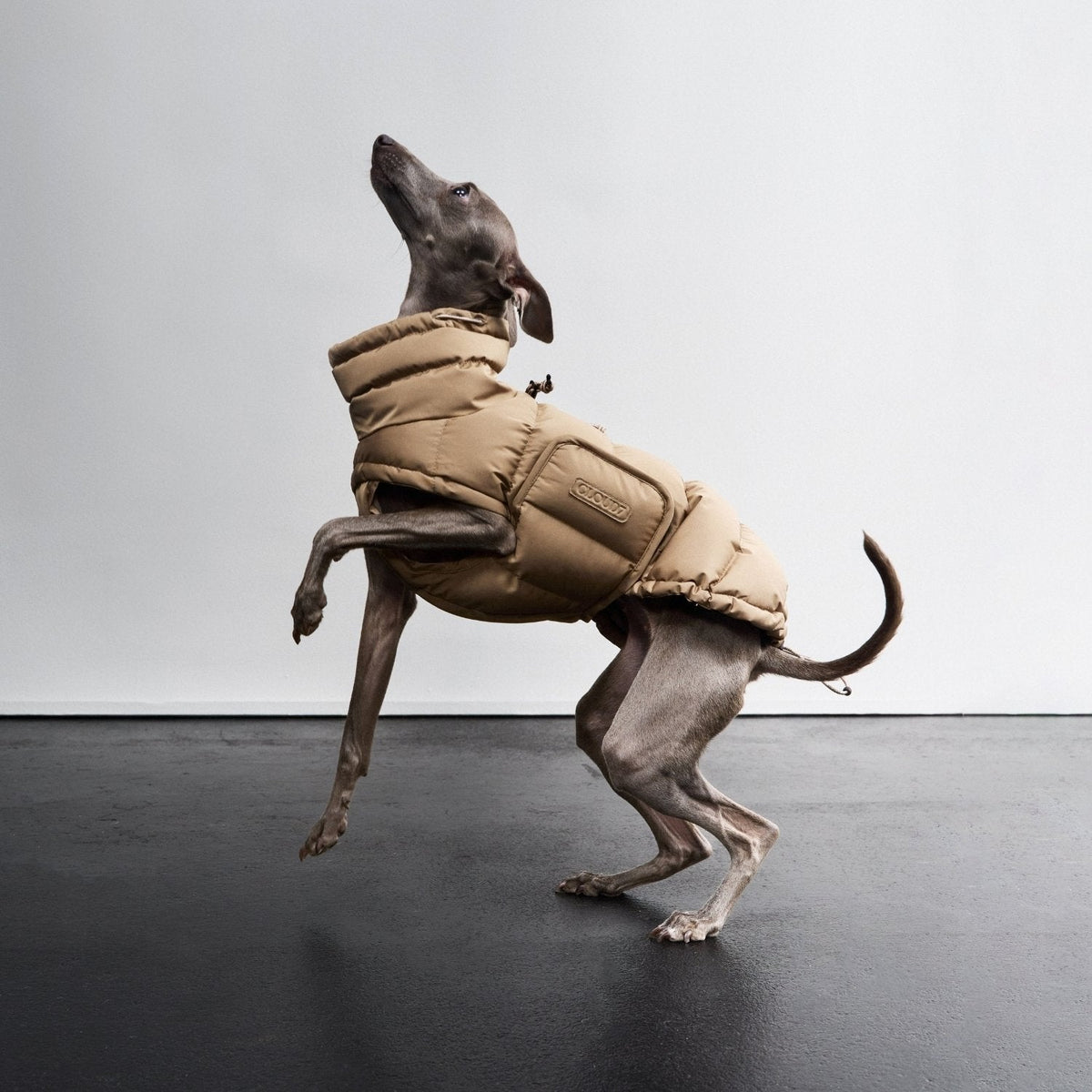 Dog Coat Alaska Sandy Brown product image